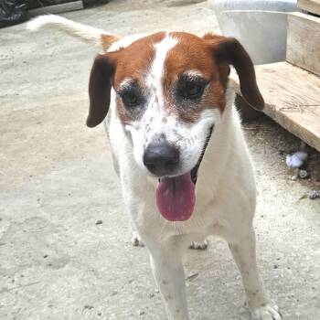 Heidi -  Hound Dog for Adoption in Andover, Massachusetts - Heidi | PetCurious