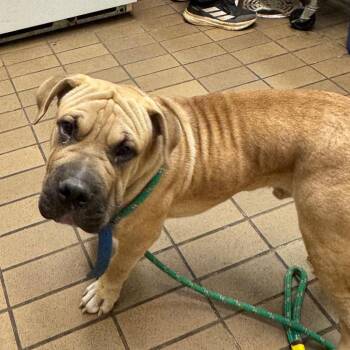 Loaf -  Shar Pei and Mixed Breed Dog for Adoption in Birmingham, Alabama - Loaf | PetCurious
