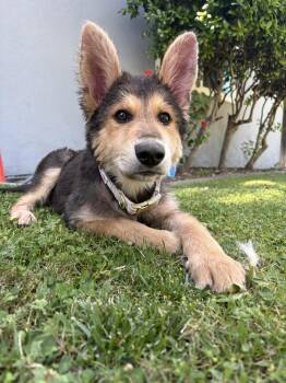 German Shepherd Dog Dogs Available for Adoption in San Diego, California - Poptart | PetCurious