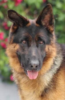 Rocky von Rauda -  German Shepherd Dog Dog for Adoption in Los Angeles, California - Rocky Von Rauda | PetCurious