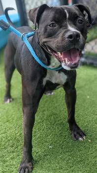 Suzie --Courtesy Post. Out of town pet. See below for details-- -  Pit Bull Terrier Dog for Adoption in Eagle, Idaho - Suzie --Courtesy Post. Out Of Town Pet. See Below For Details-- | PetCurious
