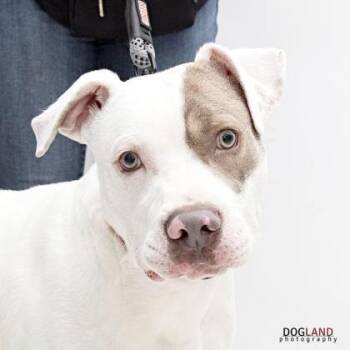 Boxer Dogs Available for Adoption in Indianapolis, Indiana - Casper | PetCurious