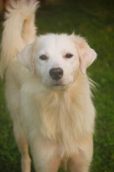 Elsa -  Golden Retriever and Great Pyrenees Dog for Adoption in Hayward, Wisconsin - Elsa | PetCurious