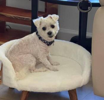 Bichon Frise and Mixed Breed Dogs Available for Adoption in Fort Lauderdale, Florida - Buddy | PetCurious