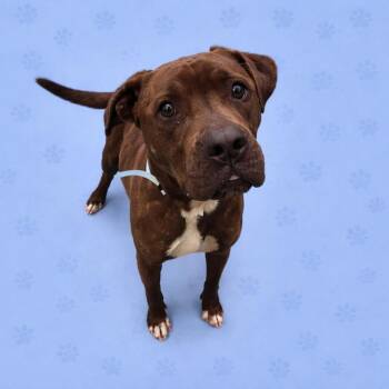 Mixed Breed Dogs Available for Adoption in Memphis, Tennessee - Bruno | PetCurious