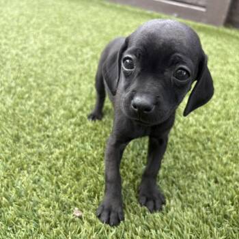 Chihuahua Dogs Available for Adoption in Loxahatchee Groves, Florida - Sweet Potato 6485 | PetCurious