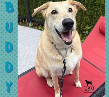 Buddy -  Labrador Retriever Dog for Adoption in Oakville, Ontario - Buddy | PetCurious