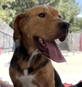 Beau -  Hound and Mixed Breed Dog for Adoption in King William, Virginia - Beau | PetCurious