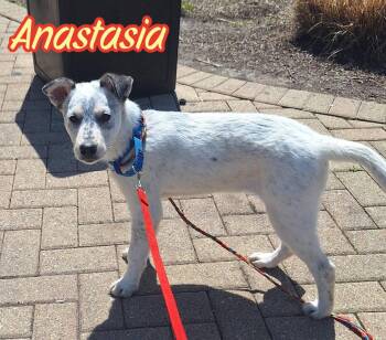 Australian Cattle Dog Blue Heeler Dogs Available for Adoption in Elburn, Illinois - Anastasia | PetCurious