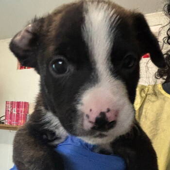 Rescue Pit Bull Terrier Dogs for Adoption in Dallas, Texas - Garnet | PetCurious