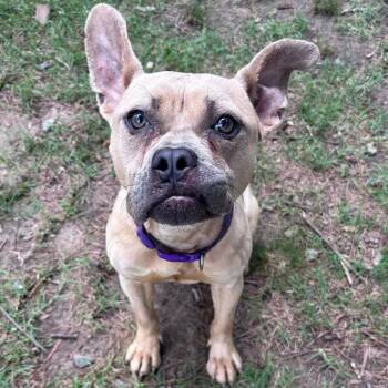 Cassiopeia 26-053 -  Pit Bull Terrier Dog for Adoption in Little Rock, Arkansas - Cassiopeia 26-053 | PetCurious