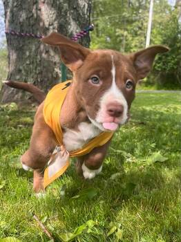 Bull Terrier Dogs Available for Adoption in Greensburg, Pennsylvania - Queen | PetCurious