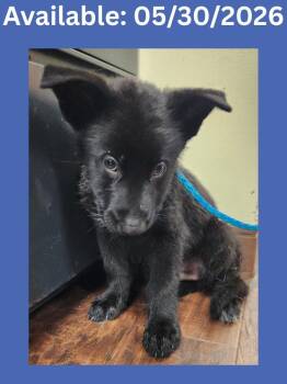 Dog Kennel #9 -  German Shepherd Dog and Mixed Breed Dog Available for Adoption in Greenville, Texas - Dog Kennel #9 | PetCurious