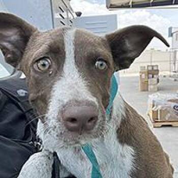 Chip - URGENT -  Pit Bull Terrier Dog for Adoption in Thousand Oaks, California - Chip - URGENT | PetCurious