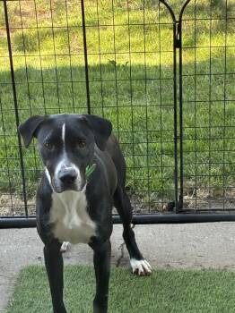 Ruben -  Labrador Retriever Dog for Adoption in Colorado Springs, Colorado - Ruben | PetCurious