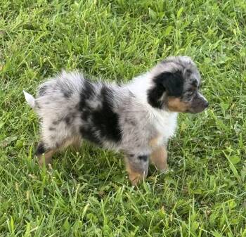 Dahlia -  Australian Shepherd Dog for Adoption in Iron Ridge, Wisconsin - Dahlia | PetCurious