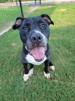 Duke -  Pit Bull Terrier and Mixed Breed Dog for Adoption in Atlanta, Georgia - Duke | PetCurious