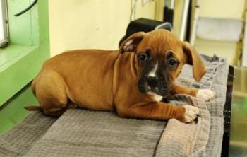 Choco-Taco -  American Bulldog and Mixed Breed Dog for Adoption in Picayune, Mississippi - Choco-Taco | PetCurious