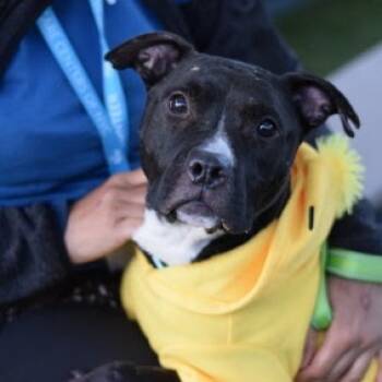 Rescue Mixed Breed Dogs for Adoption in Jersey City, New Jersey - Sage | PetCurious