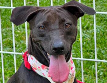 Mandy -  Mixed Breed Dog for Adoption in City Of Industry, California - Mandy | PetCurious