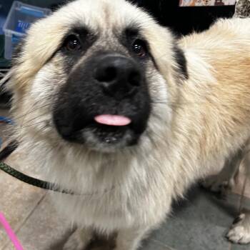 Oakley -  Mixed Breed Dog for Adoption in Chattanooga, Tennessee - Oakley | PetCurious