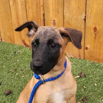 Rescue Belgian Shepherd Malinois and Mixed Breed Dogs for Adoption in Austin, Texas - Esprit CI | PetCurious