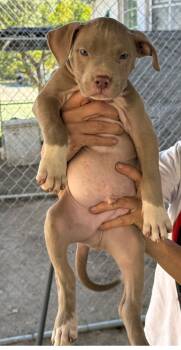 Rescue American Staffordshire Terrier and Mixed Breed Dogs for Adoption in Los Angeles, California - Chunk | PetCurious