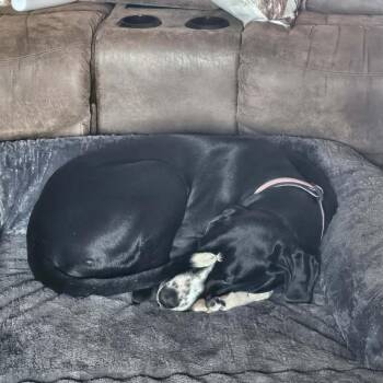 Mollie -  Great Dane Dog for Adoption in Charlottesville, Virginia - Mollie | PetCurious