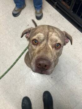 Catahoula Leopard Dog Dogs Available for Adoption - Dusty | PetCurious