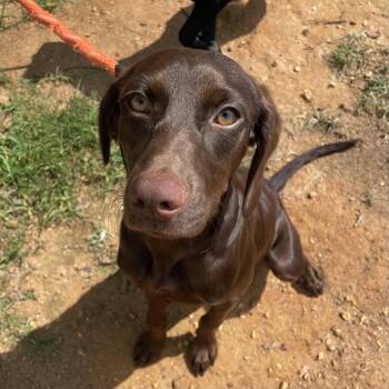 Bruce -  Labrador Retriever Dog for Adoption in Columbia, South Carolina - Bruce | PetCurious
