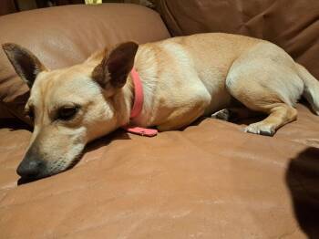 Chihuahua and Terrier Dogs Available for Adoption - Hutch | PetCurious