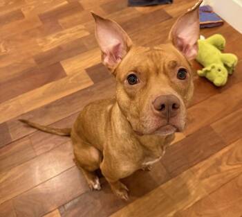 Pit Bull Terrier Dogs Available for Adoption - Emily  | PetCurious