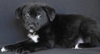 Wirehaired Terrier Dogs Available for Adoption - Imali | PetCurious