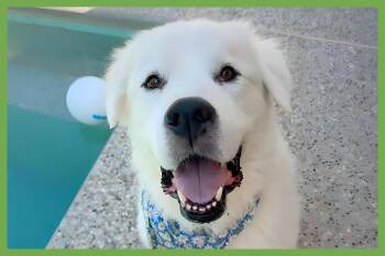 Ollie -  Great Pyrenees Dog for Adoption in Amherst, Massachusetts - Ollie | PetCurious