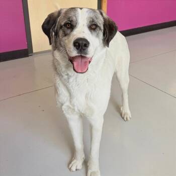 Sadie -  Mixed Breed Dog for Adoption in Ponca City, Oklahoma - Sadie | PetCurious