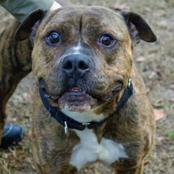 Bear fka Meatloaf -  Mixed Breed Dog for Adoption in West Chester, Pennsylvania - Bear Fka Meatloaf | PetCurious