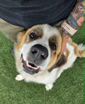 Laney -  Saint Bernard and Great Pyrenees Dog for Adoption in Sparta, Wisconsin - Laney | PetCurious