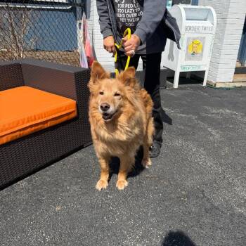 Samoyed Dogs Available for Adoption in Northbrook, Illinois - Fluffy | PetCurious