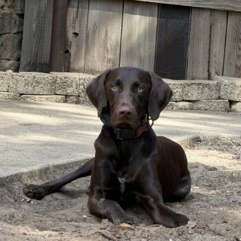 Murphy -  German Shorthaired Pointer Dog for Adoption in Denton, Texas - Murphy | PetCurious