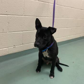 Rescue Mixed Breed Dogs for Adoption in Memphis, Tennessee - Atlas | PetCurious