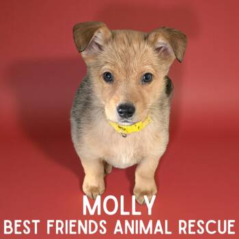 Mixed Breed Dogs Available for Adoption - Molly | PetCurious