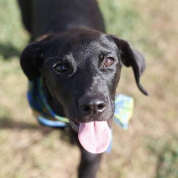 CORINE -  Labrador Retriever Dog for Adoption in San Antonio, Texas - CORINE | PetCurious