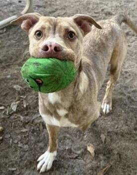 Little Bit -  American Bulldog Dog for Adoption in Tarrytown, Georgia - Little Bit | PetCurious