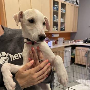 Rosa -  Mixed Breed Dog for Adoption in Bend, Oregon - Rosa | PetCurious