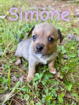 Simone -  Labrador Retriever and Chihuahua Dog for Adoption in Winder, Georgia - Simone | PetCurious