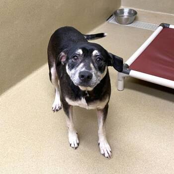 River -  Shepherd and Pit Bull Terrier Dog for Adoption in Monroe, Georgia - River | PetCurious