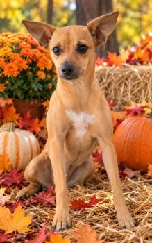 Tinkerbell -  Shepherd and Mixed Breed Dog for Adoption in St. Augustine, Florida - Tinkerbell | PetCurious