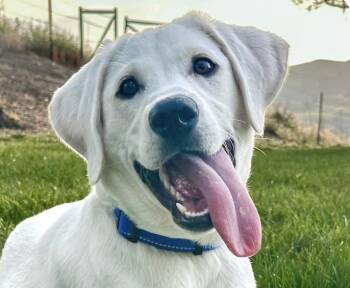 Kirby -  Labrador Retriever Dog for Adoption in San Ramon, California - Kirby | PetCurious