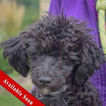 Leon -  Maltese and Poodle Dog for Adoption in Huntley, Illinois - Leon | PetCurious