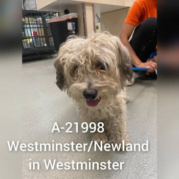WAGS-Stray-21998 -  Poodle Dog for Adoption in Westminster, California - WAGS-Stray-21998 | PetCurious